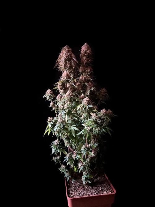 3M 🔥 Txerri Bilbo Haze. Week 18