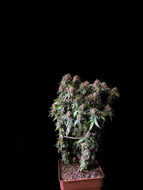 3M 🔥 Txerri Bilbo Haze. Week 18