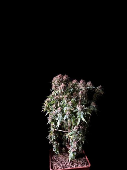 3M 🔥 Txerri Bilbo Haze. Week 18