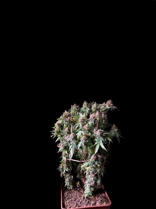 3M 🔥 Txerri Bilbo Haze. Week 18