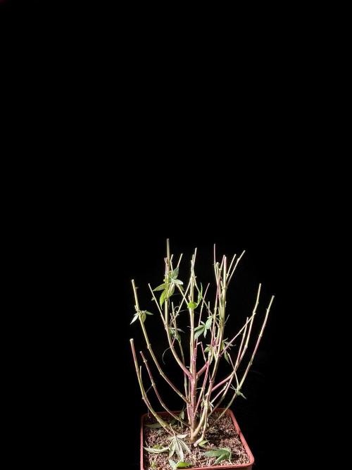 3M 🔥 Txerri Bilbo Haze. Week 18