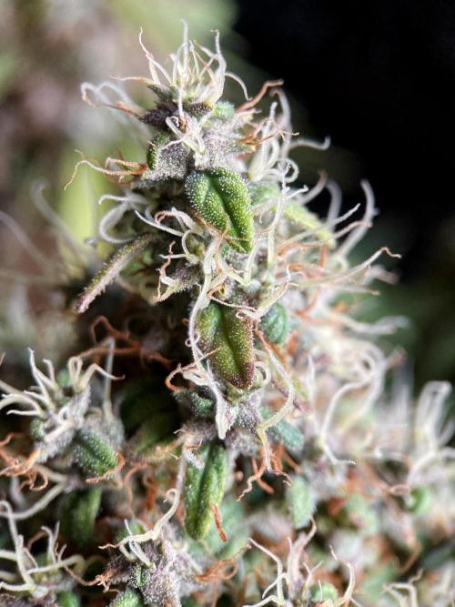 3M 🔥 Txerri Bilbo Haze. Week 18