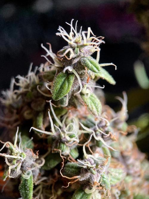 3M 🔥 Txerri Bilbo Haze. Week 18