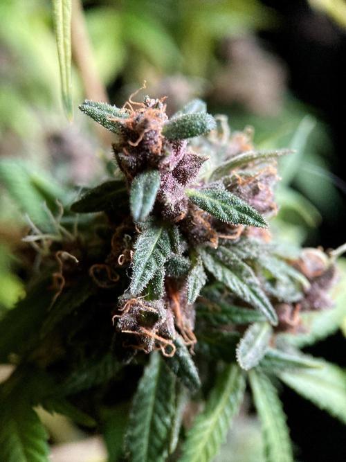 3M 🔥 Txerri Bilbo Haze. Week 18