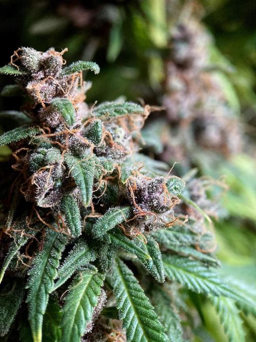 3M 🔥 Txerri Bilbo Haze. Week 18