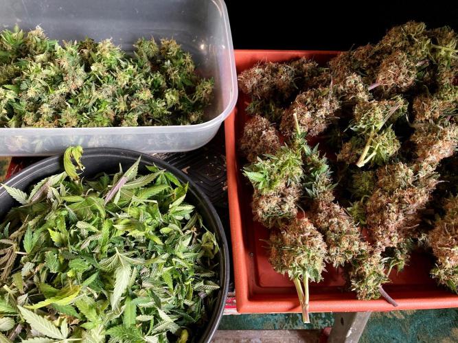 3M 🔥 Txerri Bilbo Haze. Week 18