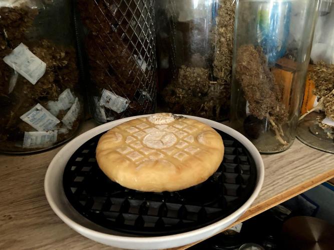 3M 🔥 Txerri Bilbo Haze. Week 18