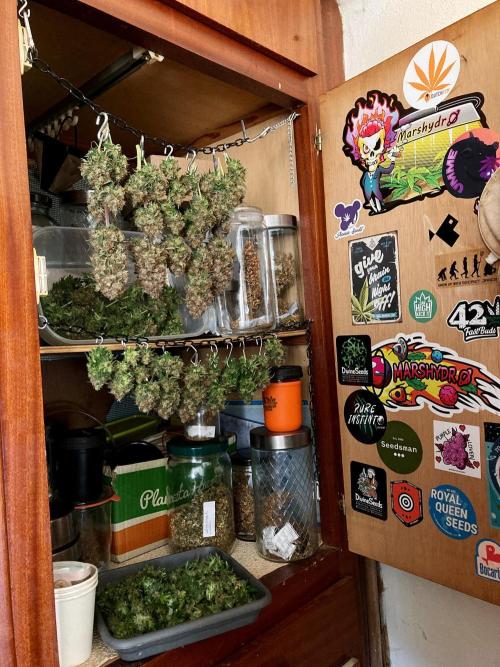 3M 🔥 Txerri Bilbo Haze. Week 18