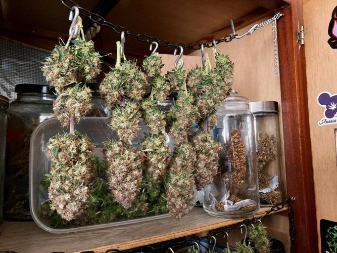 3M 🔥 Txerri Bilbo Haze. Week 18