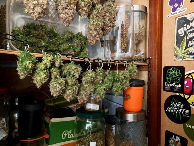 3M 🔥 Txerri Bilbo Haze. Week 18