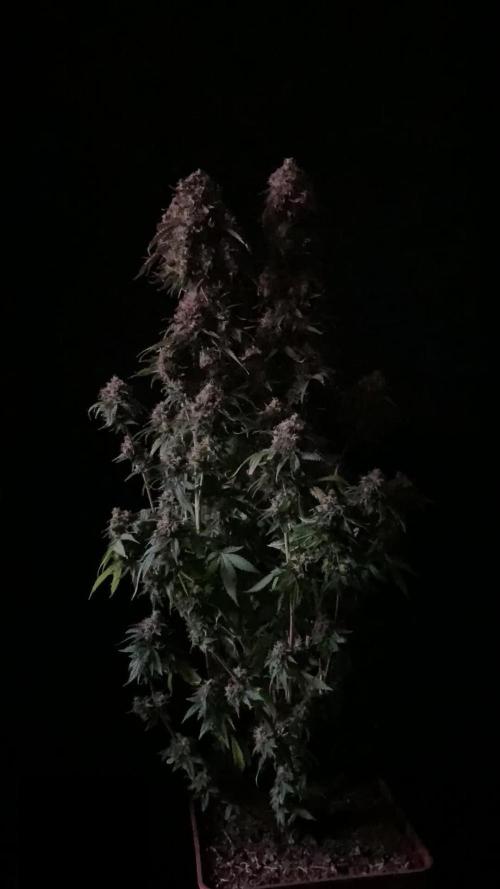 3M 🔥 Txerri Bilbo Haze