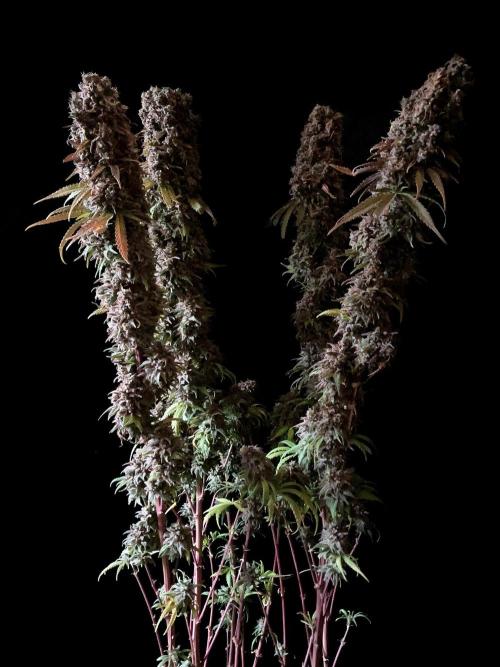 3M 🌟 Bahia Black Head. Week 19