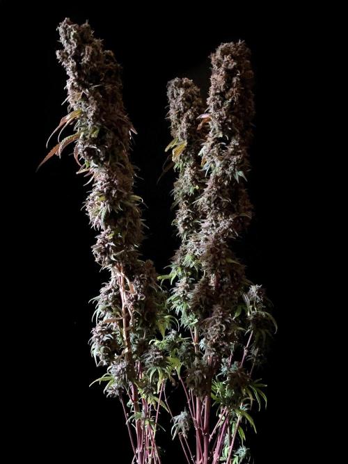 3M 🌟 Bahia Black Head. Week 19