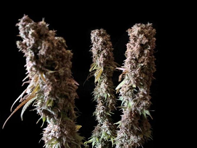 3M 🌟 Bahia Black Head. Week 19