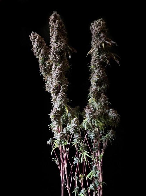 3M 🌟 Bahia Black Head. Week 19