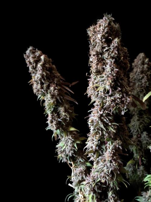 3M 🌟 Bahia Black Head. Week 19