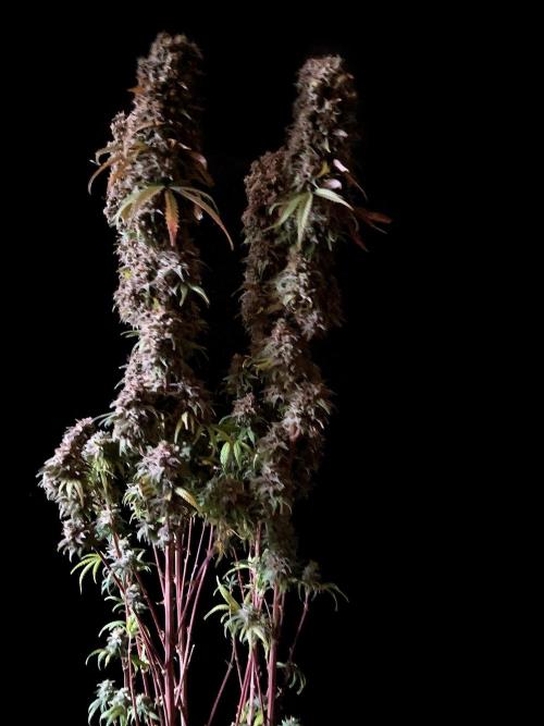 3M 🌟 Bahia Black Head. Week 19