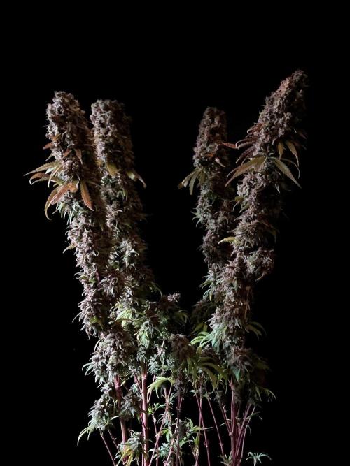 3M 🌟 Bahia Black Head. Week 19