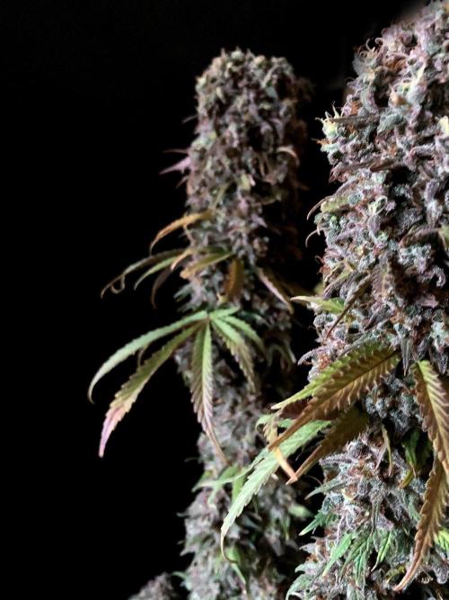 3M 🌟 Bahia Black Head. Week 19