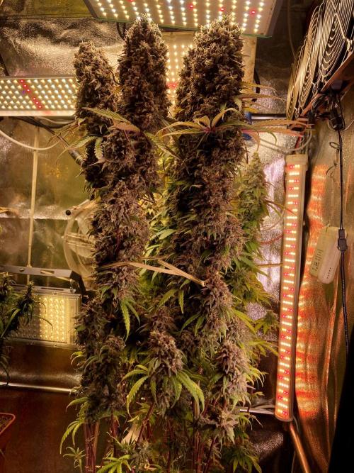 3M 🌟 Bahia Black Head. Week 19