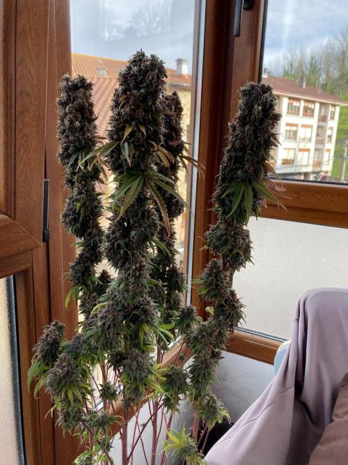 3M 🌟 Bahia Black Head. Week 19