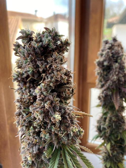 3M 🌟 Bahia Black Head. Week 19