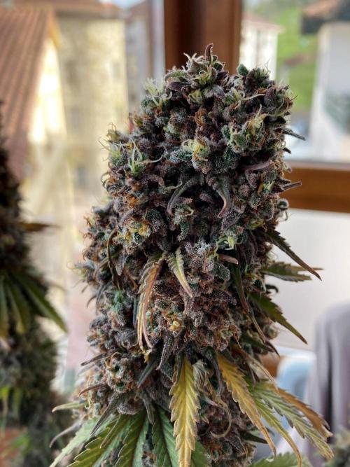 3M 🌟 Bahia Black Head. Week 19