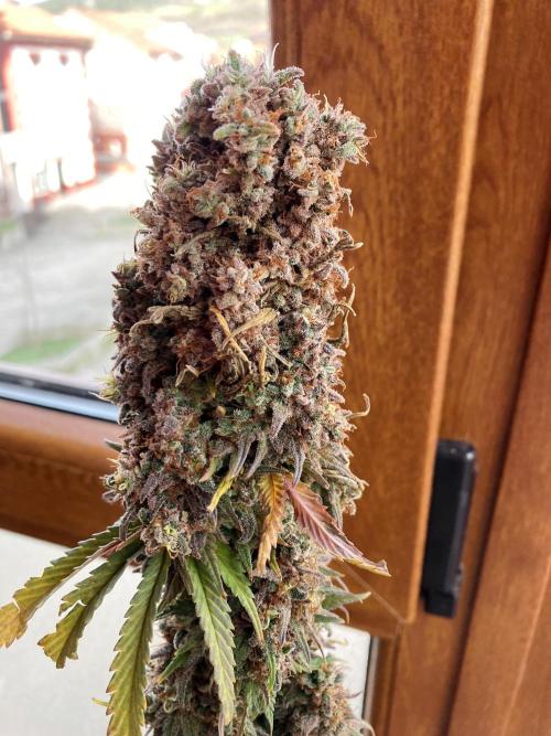 3M 🌟 Bahia Black Head. Week 19