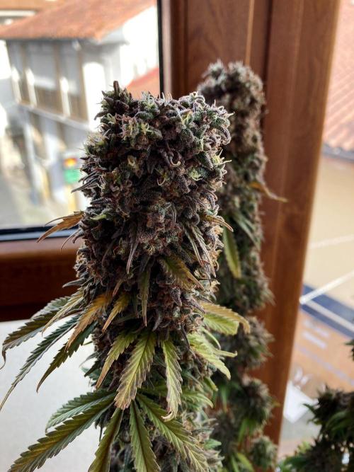 3M 🌟 Bahia Black Head. Week 19