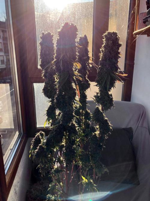 3M 🌟 Bahia Black Head. Week 19