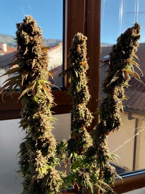 3M 🌟 Bahia Black Head. Week 19