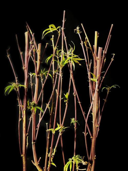 3M 🌟 Bahia Black Head. Week 19