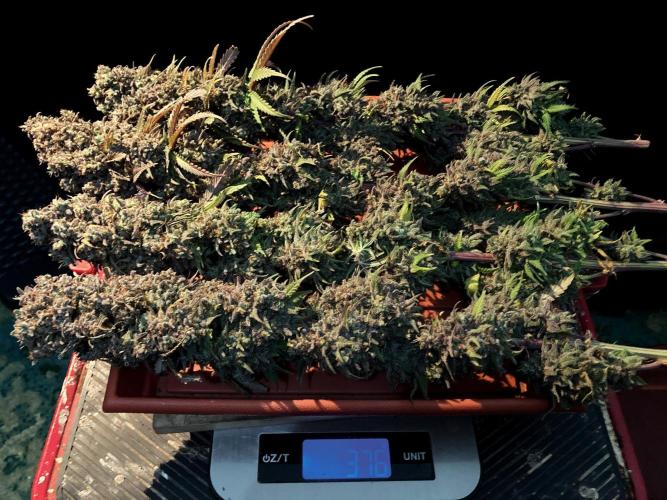 3M 🌟 Bahia Black Head. Week 19