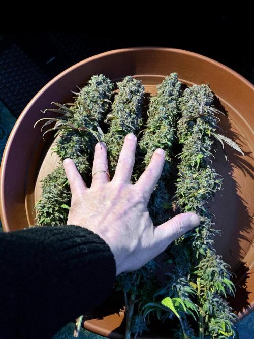 3M 🌟 Bahia Black Head. Week 19