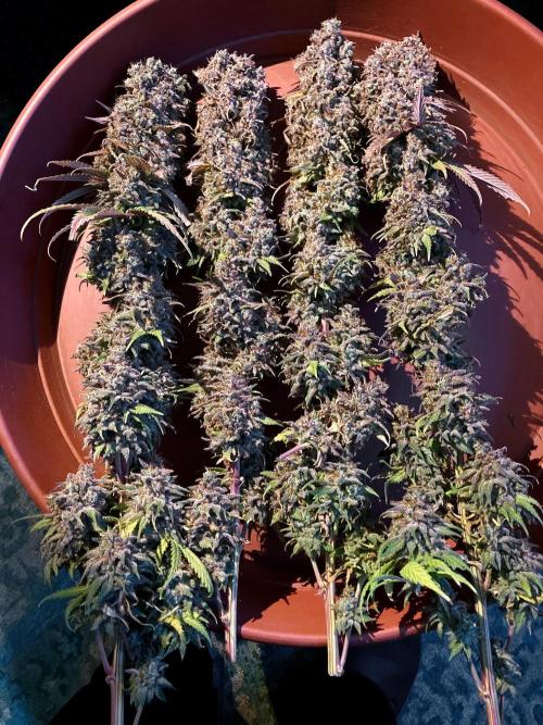 3M 🌟 Bahia Black Head. Week 19