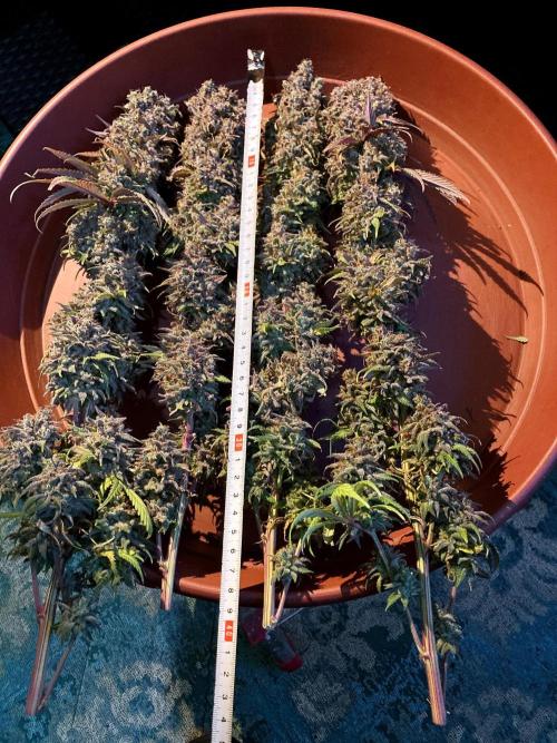 3M 🌟 Bahia Black Head. Week 19