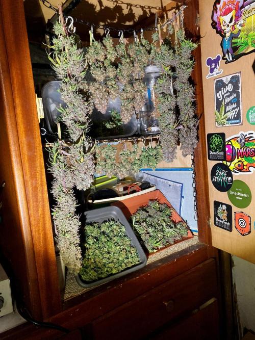 3M 🌟 Bahia Black Head. Week 19