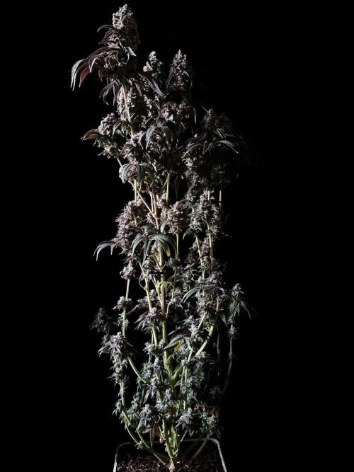 3M 🍋 Black Lemon. Week 19