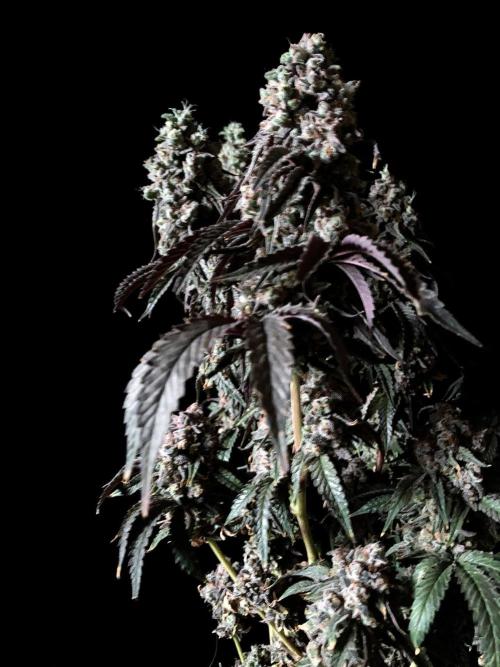 3M 🍋 Black Lemon. Week 19