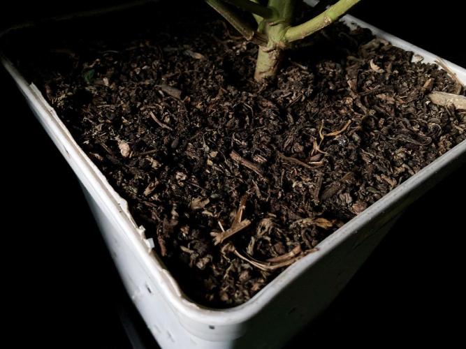 3M 🍋 Black Lemon. Week 19 - Sacred Mulch