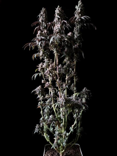 3M 🍋 Black Lemon. Week 19