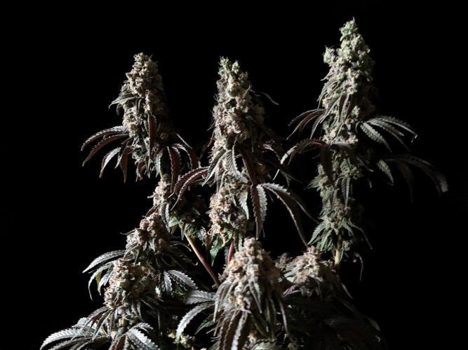 3M 🍋 Black Lemon. Week 19