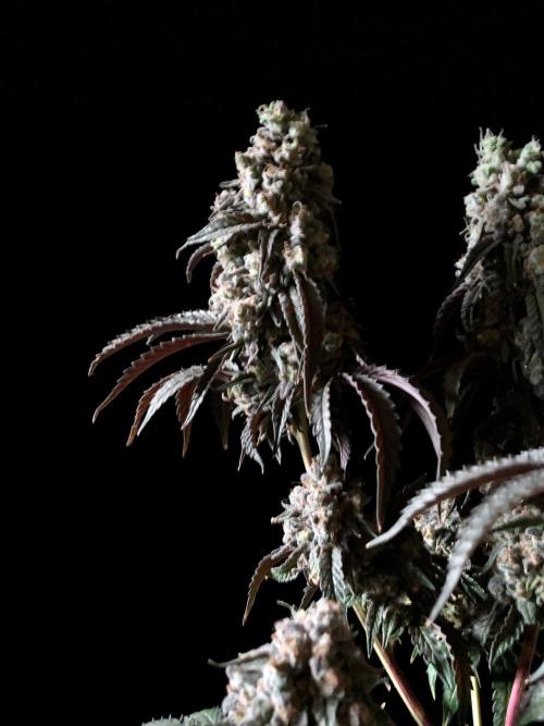 3M 🍋 Black Lemon. Week 19