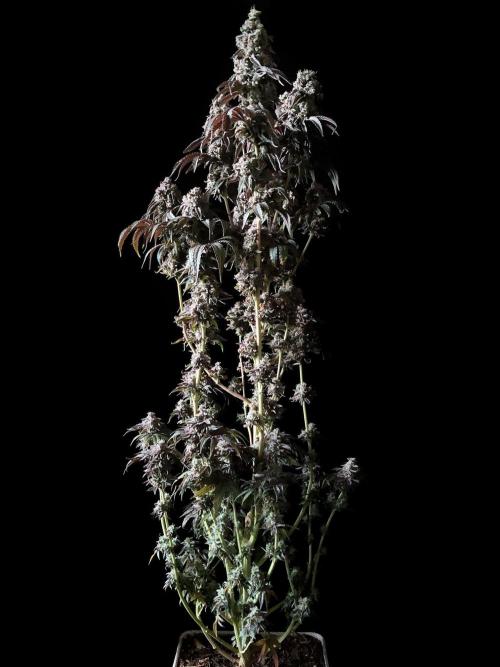 3M 🍋 Black Lemon. Week 19