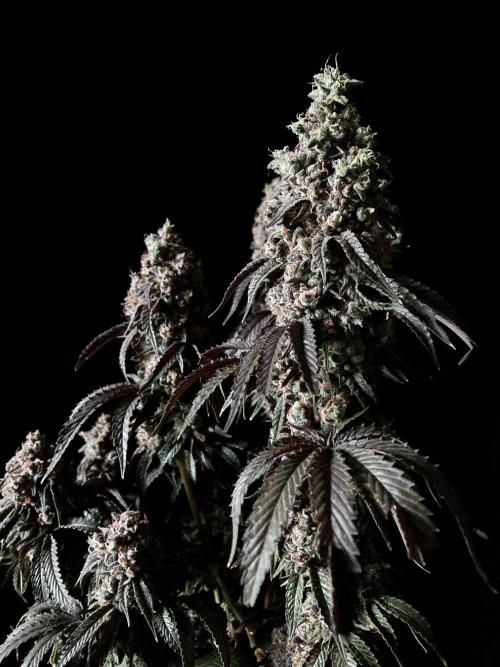 3M 🍋 Black Lemon. Week 19