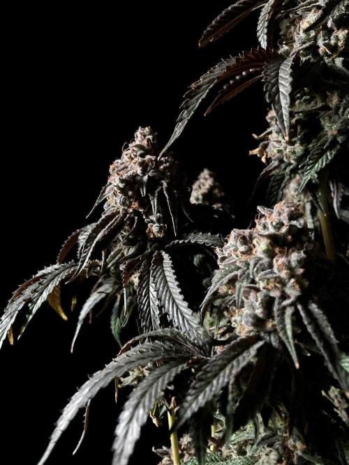 3M 🍋 Black Lemon. Week 19