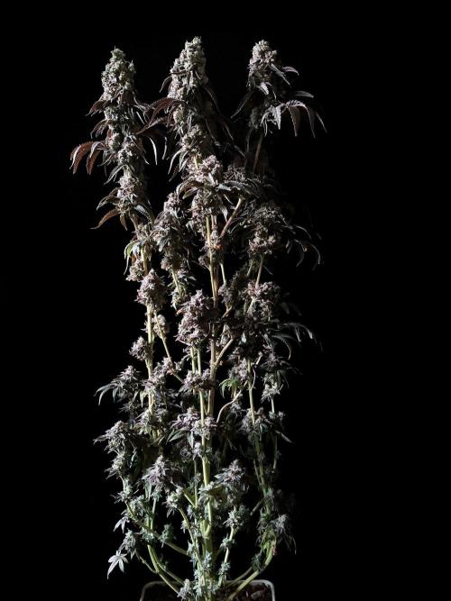 3M 🍋 Black Lemon. Week 19