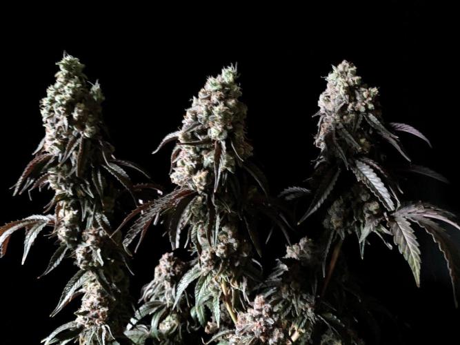 3M 🍋 Black Lemon. Week 19