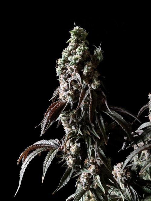 3M 🍋 Black Lemon. Week 19