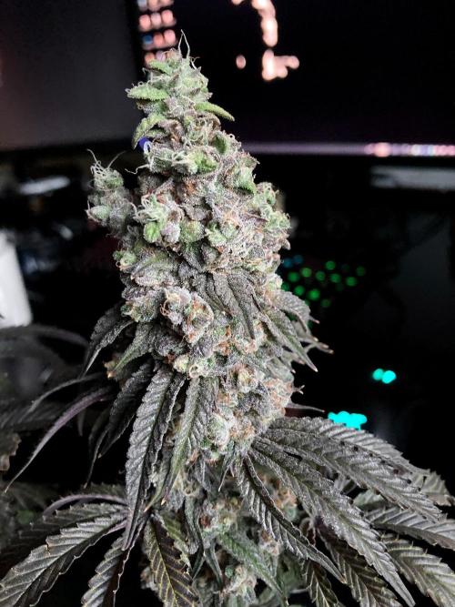 3M 🍋 Black Lemon. Week 19